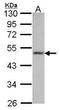 DANCE antibody, GTX108531, GeneTex, Western Blot image 