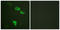 Eukaryotic Translation Elongation Factor 2 antibody, LS-B7556, Lifespan Biosciences, Immunofluorescence image 