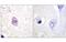 Interferon Gamma Receptor 1 antibody, MBS839411, MyBioSource, Immunohistochemistry frozen image 
