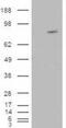 Rho Guanine Nucleotide Exchange Factor 4 antibody, GTX89645, GeneTex, Western Blot image 