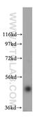 F-Box Protein 3 antibody, 17803-1-AP, Proteintech Group, Western Blot image 