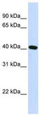 Paired Like Homeodomain 2 antibody, TA330537, Origene, Western Blot image 