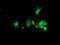 DnaJ Heat Shock Protein Family (Hsp40) Member B2 antibody, MA5-25519, Invitrogen Antibodies, Immunocytochemistry image 