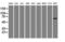 Aryl Hydrocarbon Receptor Interacting Protein Like 1 antibody, LS-C173383, Lifespan Biosciences, Western Blot image 