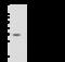 Proteasome Inhibitor Subunit 1 antibody, 108180-T40, Sino Biological, Western Blot image 