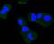 BDNF/NT-3 growth factors receptor antibody, A01388Y817, Boster Biological Technology, Immunocytochemistry image 