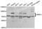 SRSF Protein Kinase 1 antibody, STJ28417, St John
