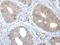 Matrilin-2 antibody, PA5-67622, Invitrogen Antibodies, Immunohistochemistry frozen image 
