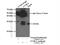 Ubiquitin C-Terminal Hydrolase L3 antibody, 12384-1-AP, Proteintech Group, Immunoprecipitation image 