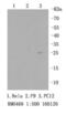 Ribosomal Protein S3 antibody, NBP2-67301, Novus Biologicals, Western Blot image 