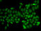 Ataxin 1 antibody, LS-C334567, Lifespan Biosciences, Immunofluorescence image 