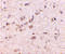 DLG Associated Protein 1 antibody, 4623, ProSci, Immunohistochemistry frozen image 