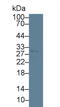 Heme Oxygenase 1 antibody, LS-C663614, Lifespan Biosciences, Western Blot image 