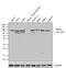 Interferon Induced With Helicase C Domain 1 antibody, 700360, Invitrogen Antibodies, Western Blot image 