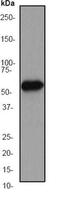 Serine/threonine-protein kinase 3 antibody, ab52641, Abcam, Western Blot image 