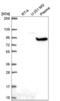 G Protein Nucleolar 2 antibody, NBP2-57167, Novus Biologicals, Western Blot image 