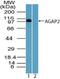ArfGAP With GTPase Domain, Ankyrin Repeat And PH Domain 2 antibody, NBP2-24498, Novus Biologicals, Western Blot image 
