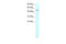 ALX Homeobox 4 antibody, 27-562, ProSci, Western Blot image 