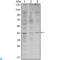 WNT Inhibitory Factor 1 antibody, LS-C812797, Lifespan Biosciences, Western Blot image 