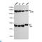 Nuclear Factor Kappa B Subunit 1 antibody, LS-C814137, Lifespan Biosciences, Western Blot image 