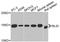 BH3-Like Motif Containing, Cell Death Inducer antibody, STJ29414, St John