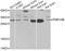 FMR1 Neighbor antibody, abx003975, Abbexa, Western Blot image 