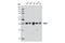 BUB3 Mitotic Checkpoint Protein antibody, 8194S, Cell Signaling Technology, Western Blot image 