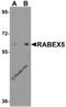 RAB Guanine Nucleotide Exchange Factor 1 antibody, 6225, ProSci, Western Blot image 