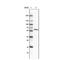 Golgi Reassembly Stacking Protein 2 antibody, NBP2-36769, Novus Biologicals, Western Blot image 