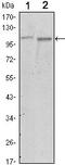Protein Tyrosine Kinase 2 antibody, MA5-15588, Invitrogen Antibodies, Western Blot image 