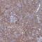 Transmembrane Protein 128 antibody, PA5-60836, Invitrogen Antibodies, Immunohistochemistry frozen image 