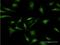 Cryptochrome Circadian Regulator 2 antibody, H00001408-M03, Novus Biologicals, Immunocytochemistry image 