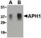 Aph-1 Homolog A, Gamma-Secretase Subunit antibody, orb87285, Biorbyt, Western Blot image 