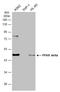 Peroxisome Proliferator Activated Receptor Delta antibody, GTX113250, GeneTex, Western Blot image 