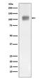 Autophagy Related 9A antibody, M03757, Boster Biological Technology, Western Blot image 