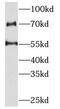 PBX/Knotted 1 Homeobox 2 antibody, FNab06500, FineTest, Western Blot image 
