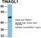 Tubulointerstitial Nephritis Antigen Like 1 antibody, TA344687, Origene, Western Blot image 