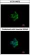 NADH:Ubiquinone Oxidoreductase Subunit A10 antibody, LS-C186367, Lifespan Biosciences, Immunocytochemistry image 