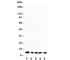 C-C Motif Chemokine Ligand 4 antibody, R30450, NSJ Bioreagents, Western Blot image 