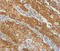 Centromere Protein E antibody, MBS2517076, MyBioSource, Immunohistochemistry frozen image 