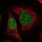 DNA Polymerase Delta 2, Accessory Subunit antibody, NBP1-90925, Novus Biologicals, Immunofluorescence image 