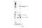 Syntaxin 17 antibody, 28630S, Cell Signaling Technology, Western Blot image 