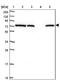 Syntaphilin antibody, NBP2-13358, Novus Biologicals, Western Blot image 