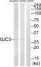 Gap Junction Protein Gamma 3 antibody, PA5-39187, Invitrogen Antibodies, Western Blot image 