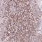 Ring Finger Protein 39 antibody, NBP2-33479, Novus Biologicals, Immunohistochemistry paraffin image 