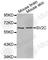 Synaptic Vesicle Glycoprotein 2C antibody, A3388, ABclonal Technology, Western Blot image 