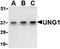 Uracil DNA Glycosylase antibody, orb86812, Biorbyt, Western Blot image 