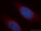 Islet Cell Autoantigen 1 Like antibody, 18021-1-AP, Proteintech Group, Immunofluorescence image 