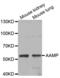 Angio Associated Migratory Cell Protein antibody, abx002332, Abbexa, Western Blot image 