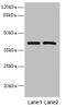 Inhibin Subunit Beta C antibody, LS-C675904, Lifespan Biosciences, Western Blot image 